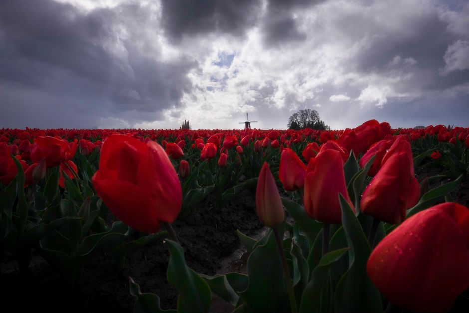 Dramatic field of red tulips with stormy skies and traditional windmill in the distance.